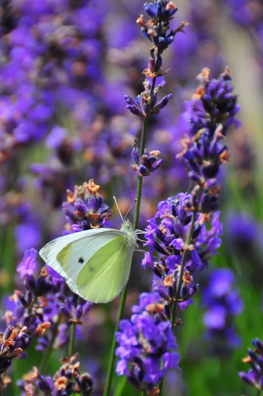 Meadow Jane (Lavender)