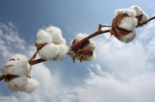 Boll Weevil ( Cotton)